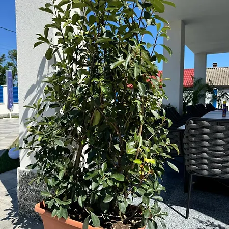 Konukevi Pensiunea Paradisul Marii 3*