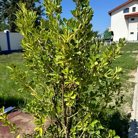 Pensiunea Paradisul Marii Sulina